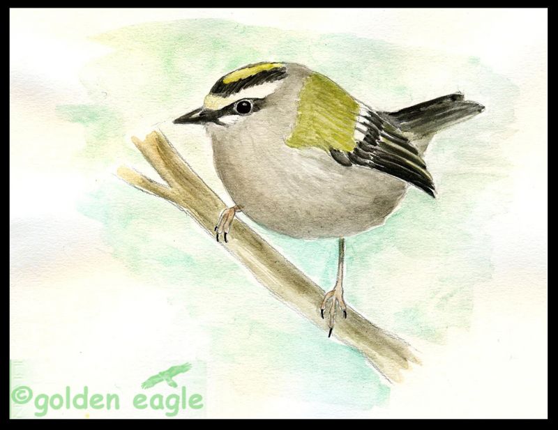 Acquerelli - Golden eagle